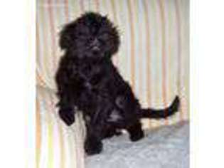 Affenpinscher Puppy for sale in Uniontown, KS, USA