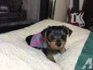 Yorkshire Terrier Puppy for sale in COLLEGEVILLE, PA, USA