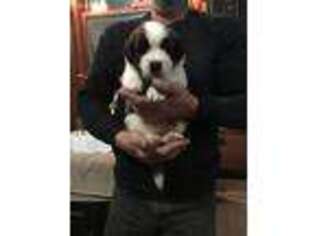 Saint Bernard Puppy for sale in Holly Hill, SC, USA
