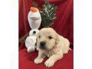 Golden Retriever Puppy for sale in Marion, IN, USA