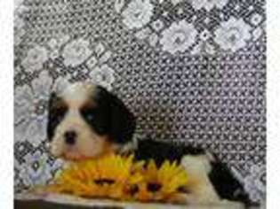 Cavalier King Charles Spaniel Puppy for sale in Scottville, MI, USA