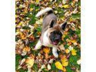 Akita Puppy for sale in Snohomish, WA, USA
