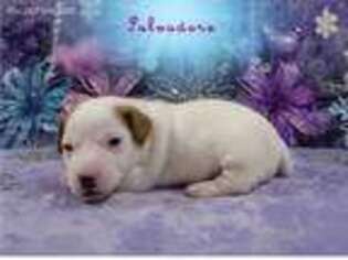 Jack Russell Terrier Puppy for sale in Amite, LA, USA