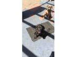 Mastiff Puppy for sale in Palm Harbor, FL, USA