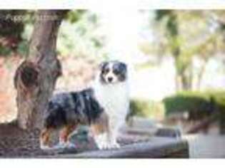 Australian Shepherd Puppy for sale in Mount Sterling, IL, USA