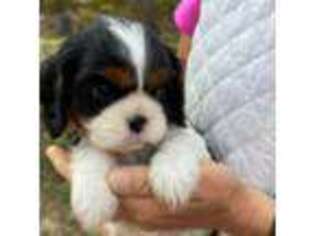 Cavalier King Charles Spaniel Puppy for sale in Canterbury, NH, USA