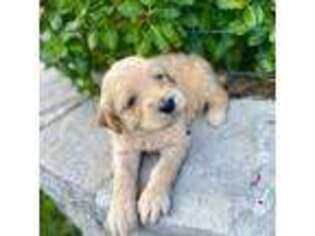 Goldendoodle Puppy for sale in Chico, TX, USA