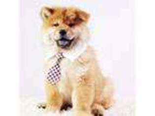 Chow Chow Puppy for sale in South Bay, FL, USA