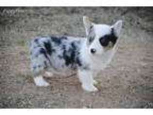 Pembroke Welsh Corgi Puppy for sale in Colony, OK, USA