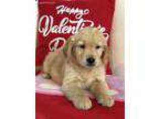 Golden Retriever Puppy for sale in Salineville, OH, USA
