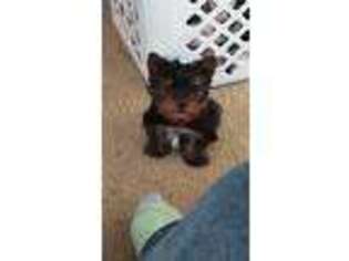 Yorkshire Terrier Puppy for sale in Mechanicsville, MD, USA