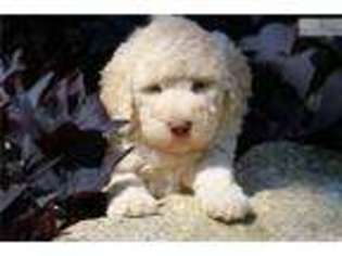 Labradoodle Puppy for sale in Salt Lake City, UT, USA