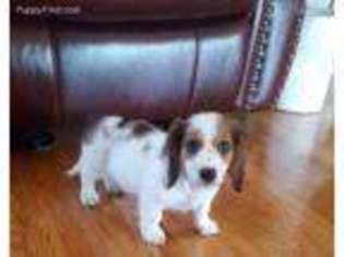 Dachshund Puppy for sale in Central, SC, USA