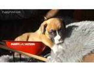 Olde English Bulldogge Puppy for sale in Barre, MA, USA
