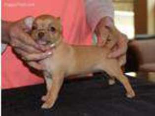 Chihuahua Puppy for sale in Tulsa, OK, USA