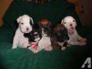 Boxer Puppy for sale in ROSEBURG, OR, USA