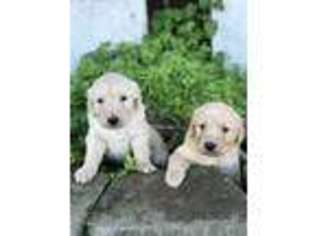 Goldendoodle Puppy for sale in Morrison, TN, USA