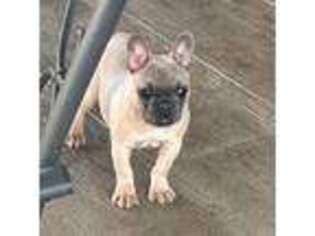 French Bulldog Puppy for sale in Mount Vernon, MO, USA