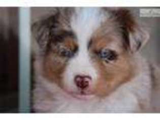 Australian Shepherd Puppy for sale in Orem, UT, USA
