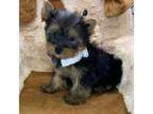 Yorkshire Terrier Puppy for sale in Huntington, NY, USA