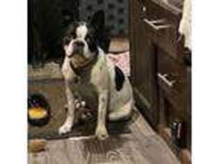 Boston Terrier Puppy for sale in Rapid City, SD, USA