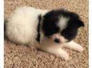 Pomeranian Puppy for sale in Stockton, CA, USA