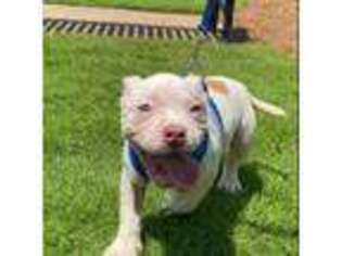 Mutt Puppy for sale in Pinson, AL, USA
