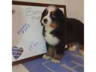 Bernese Mountain Dog Puppy for sale in Atlantic, IA, USA