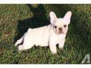 French Bulldog Puppy for sale in LANSING, IA, USA