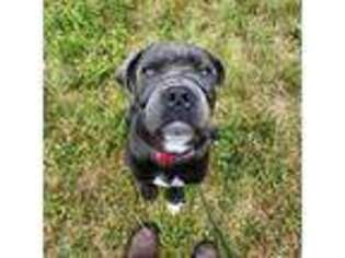Cane Corso Puppy for sale in Shaftsbury, VT, USA