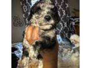 Mutt Puppy for sale in Durham, NC, USA