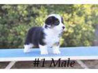 Pembroke Welsh Corgi Puppy for sale in Ralls, TX, USA