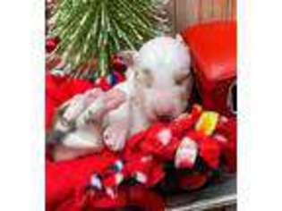 Shetland Sheepdog Puppy for sale in Lindon, UT, USA