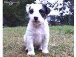 Jack Russell Terrier Puppy for sale in Hillsboro, OR, USA