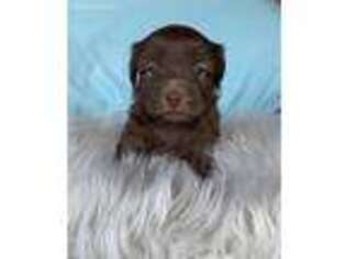 Havanese Puppy for sale in Keller, TX, USA
