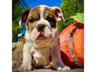 Bulldog Puppy for sale in Oakhurst, CA, USA