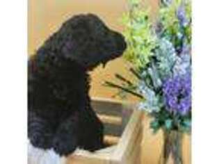 Labradoodle Puppy for sale in Windsor, ME, USA