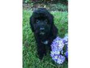 Cavachon Puppy for sale in Pickens, SC, USA
