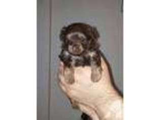Chorkie Puppy for sale in NEWINGTON, NH, USA
