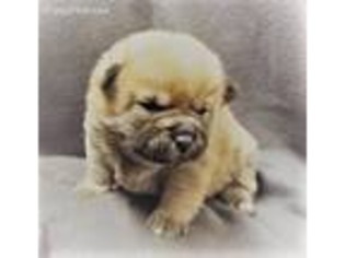 Shiba Inu Puppy for sale in Princeton, MO, USA