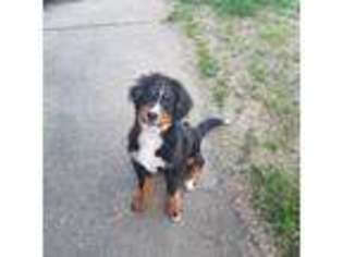 Bernese Mountain Dog Puppy for sale in Cadiz, KY, USA