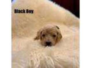 Goldendoodle Puppy for sale in Spring Lake, NC, USA