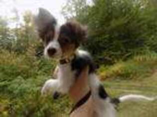 Papillon Puppy for sale in Quincy, MA, USA