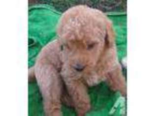 Labradoodle Puppy for sale in NORCO, CA, USA