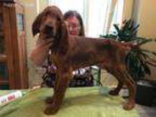 Irish Setter Puppy for sale in Lebanon, CT, USA