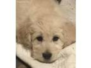 Goldendoodle Puppy for sale in Dallas, OR, USA