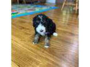 Mutt Puppy for sale in Dodge Center, MN, USA