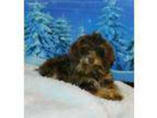 Mutt Puppy for sale in Alton, MO, USA