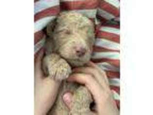 Mutt Puppy for sale in Ardmore, AL, USA