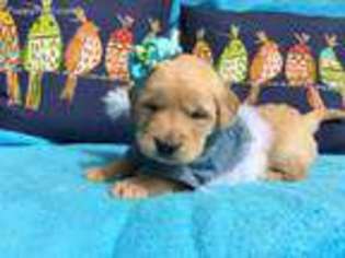Golden Retriever Puppy for sale in East Liverpool, OH, USA